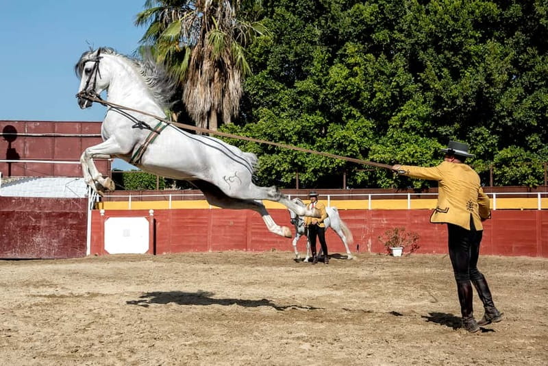 Fuengirola: Spanish Horse Show with Optional Dinner/Flamenco - 21:30 flamenco show with soleas, alegrías, fandangos