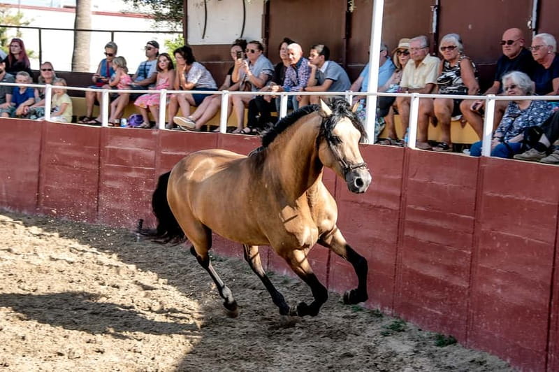 Fuengirola: Spanish Horse Show with Optional Dinner/Flamenco - Picking Full exp so you actually get the full show