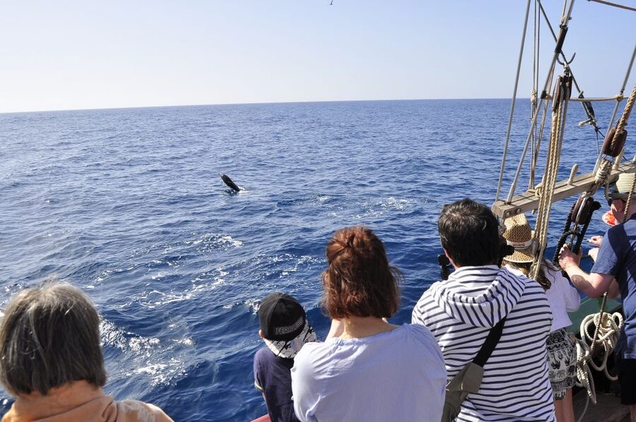 Fuerteventura: 4-Hour Pirate Sailing Adventure - Why This 4-Hour Pirate Cruise Works in Fuerteventura