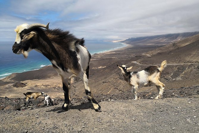 Fuerteventura: Cofete Beach and "Villa Winter" VIP Tour - Comfort and smart packing for a bumpy, sunny day