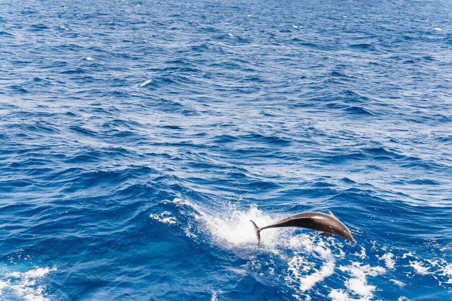 Fuerteventura: Glass Bottom Boat Cruise with Lunch & Drinks - Pickup and timing in South Fuerteventura, what to plan for