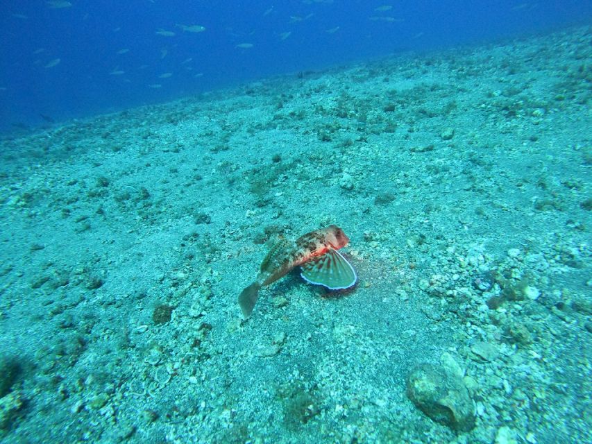 Fuerteventura: Guided Snorkeling in La Lajita with Pickup - Small-group energy: you get attention without crowds