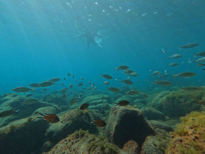 Fuerteventura: Guided Snorkeling in La Lajita with Pickup - The short training session that makes snorkeling feel doable