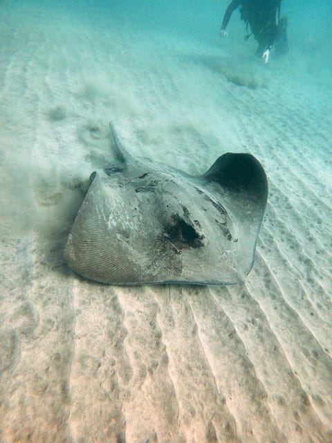 Fuerteventura: Introduction to Scuba Diving - Photos and Video: The Optional Add-On That Helps You Remember