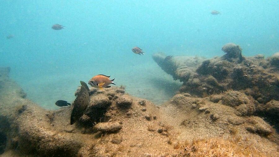 Fuerteventura: Introduction to Scuba Diving - Price Value for a 2.5-Hour Beginner Dive With Pickup