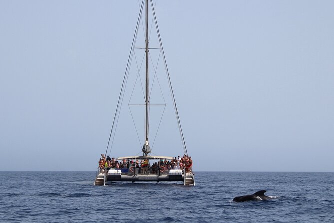 Fuerteventura: Magic Select Catamaran Trip with Food & Drinks - Crew Energy and Entertainment: More Than Just Sailing