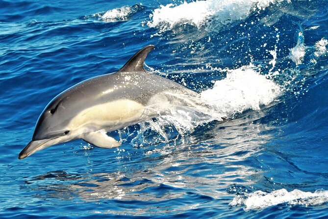 Fuerteventura: Magic Select Catamaran Trip with Food & Drinks - Price and Value: Why About $93.12 Can Make Sense