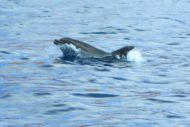 Fuerteventura Sailing Trip from Morro Jable - Homemade lunch at anchor, plus drinks that keep the mood up