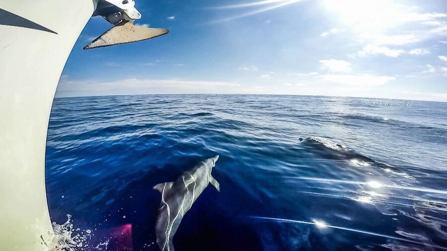 Fuerteventura: Sailing with Snorkeling and Dolphin Watching - Food, crew, and the small-group feel that changes everything
