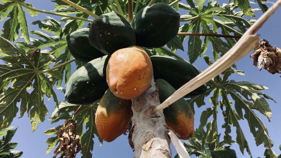 Fuerteventura: Tapas and Local Life Guided Tour - A Taste-First Look at Southern Fuerteventura