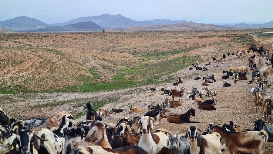 Fuerteventura: Tapas and Local Life Guided Tour - Cactus fruit, cactus jam, and the live green mojo cooking show