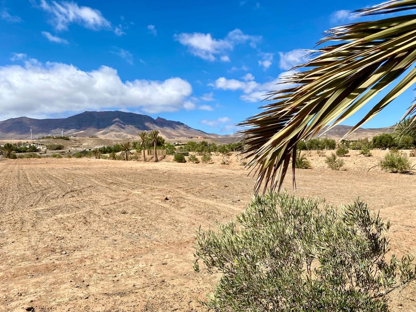 Fuerteventura: Tapas and Local Life Guided Tour - Majorero goats and award-winning cheese with red wine