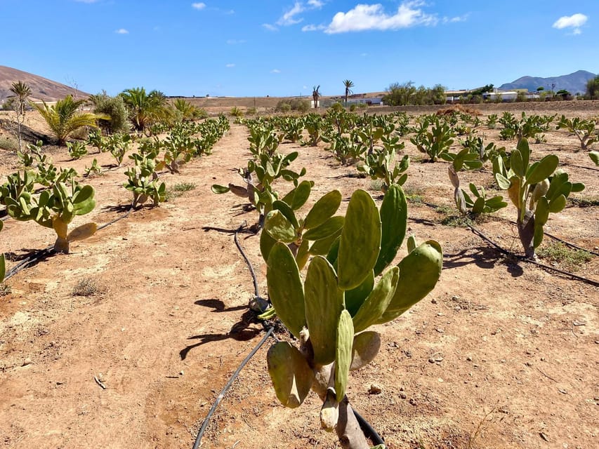 Fuerteventura: Tapas and Local Life Guided Tour - Guided time at each stop, and why “small” changes everything