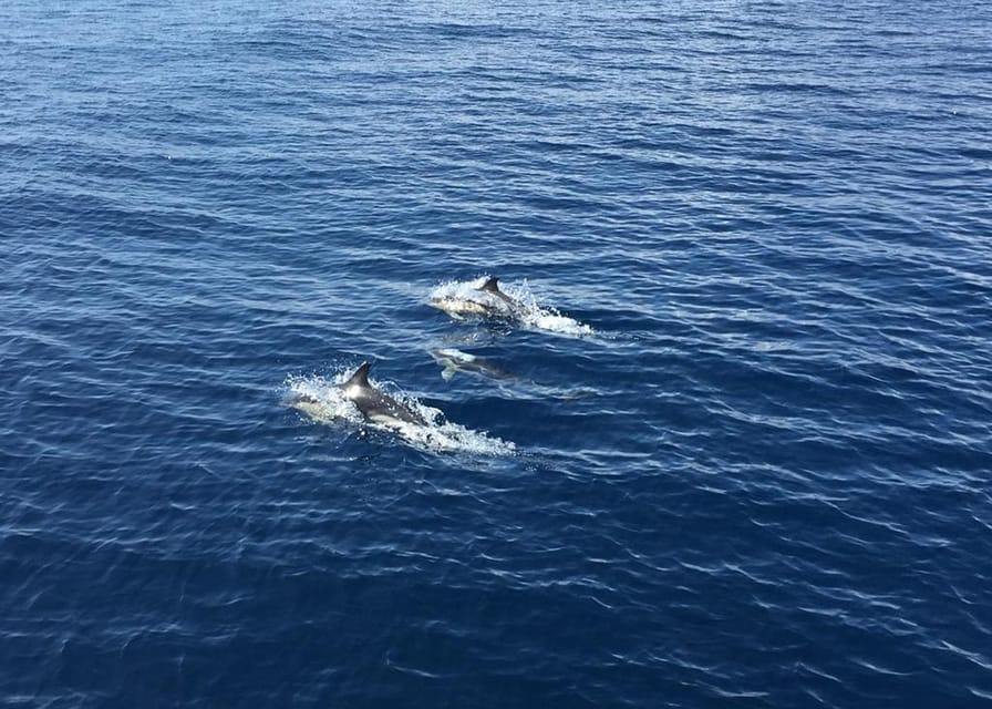 Fuerteventura: Whale & Dolphin Watching Boat Tour with Guide - Finding dolphins and whales between Lanzarote and Fuerteventura