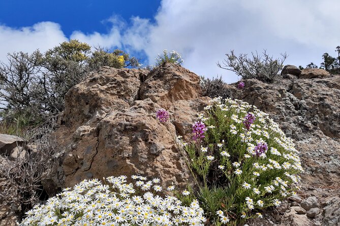 Full day Hiking Gran Canaria Peaks of Gran Canaria - The Guide Factor: Why Maciej’s Pace Makes a Difference