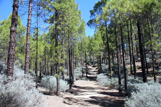Full day Hiking Gran Canaria Peaks of Gran Canaria - How Far You Walk: Monday vs Sunday and Wednesday