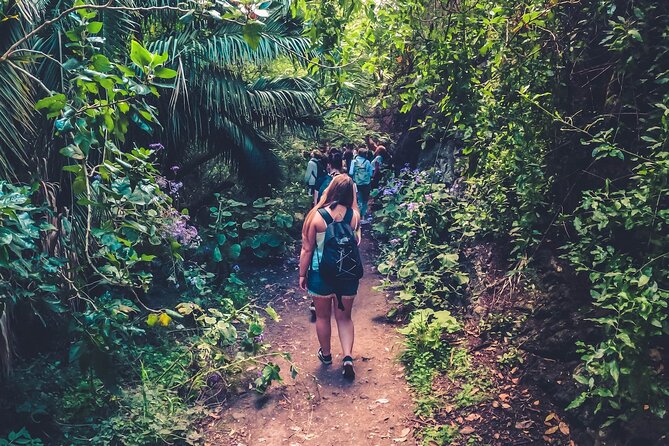Full Day Rainforest Tour with Tasting and Swimming Time ツ - Key things that make this tour worth your time