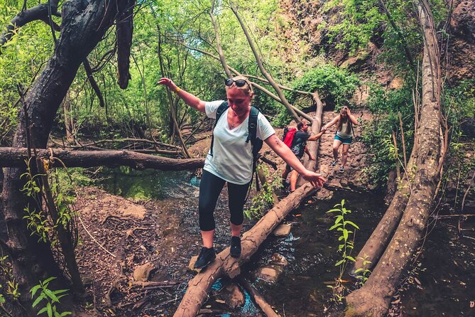 Full Day Rainforest Tour with Tasting and Swimming Time ツ - Why this rainforest day beats another beach afternoon
