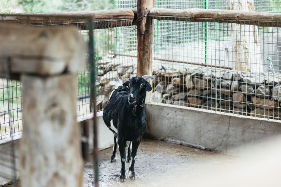 Gran Canaria: Camel Ride Safari w/ Optional Food & Transport - Optional tapas in a museum-like setting: local flavor and timing
