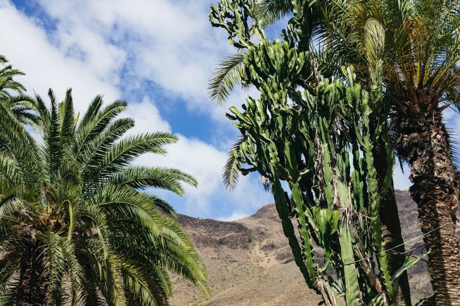 Gran Canaria: Camel Ride Safari w/ Optional Food & Transport - Price and logistics: what your $50 actually buys