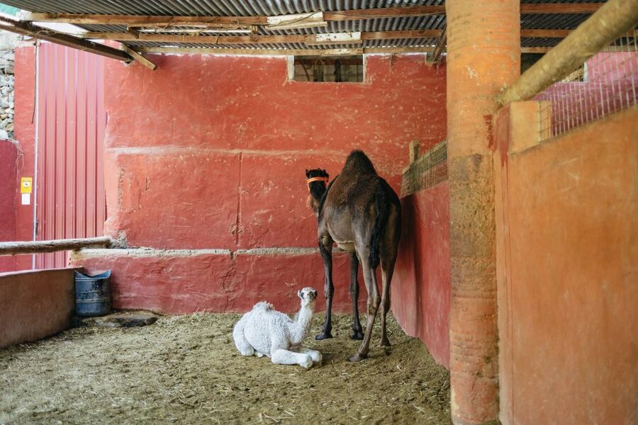 Gran Canaria: Camel Ride Safari w/ Optional Food & Transport - Should you book the Camel Safari with optional tapas?