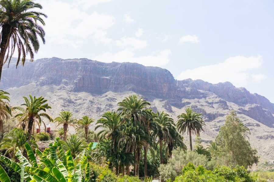 Gran Canaria: Camel Ride Safari w/ Optional Food & Transport - The Oasis of the 1,000 Palms in Fataga: the 300-year-old payoff