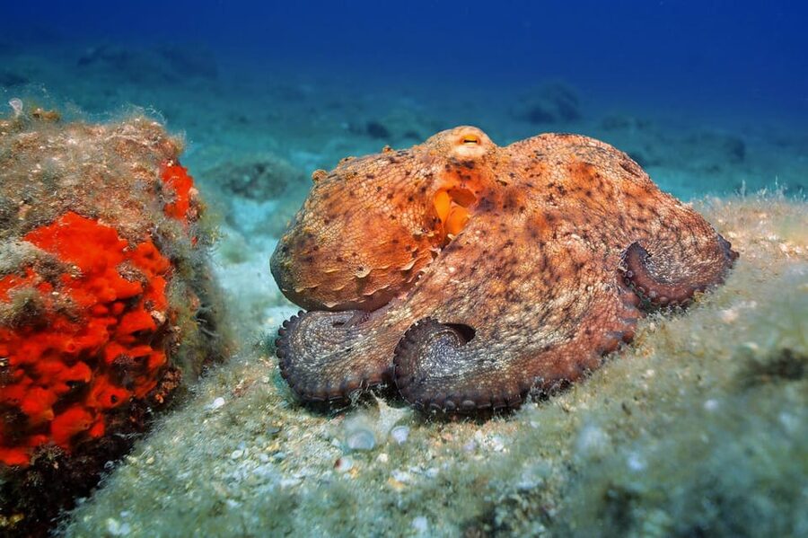 Gran Canaria: Discover Scuba Diving Beginner Program - Getting There From Your Hotel: Transfers, Timing, and Communication