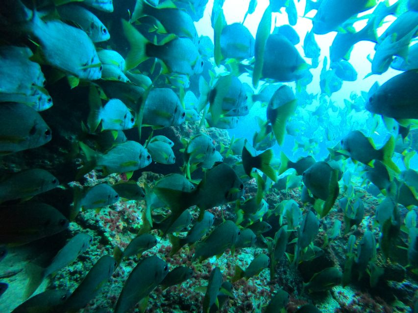 Gran Canaria: Discover Scuba Diving - Free Transfers - Who This Is For, and Who Should Skip It