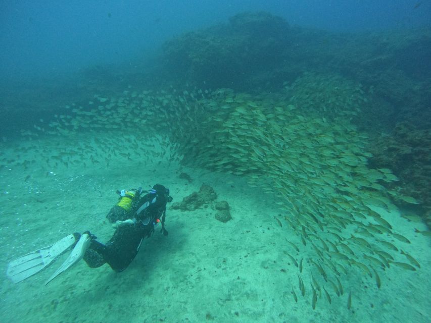 Gran Canaria: Discover Scuba Diving - Free Transfers - Amadores or Tufia, Chosen by Weather and Real Conditions