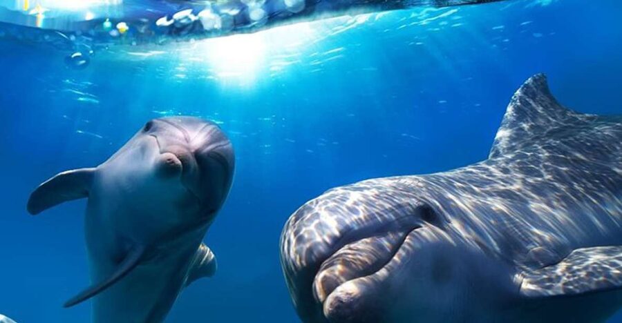 Gran Canaria: Dolphin and Whale Watching Cruise - Key takeaways before you sail