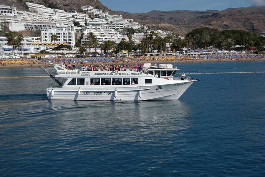Gran Canaria: Dolphin and Whale Watching Cruise - Price Breakdown and Value at $40