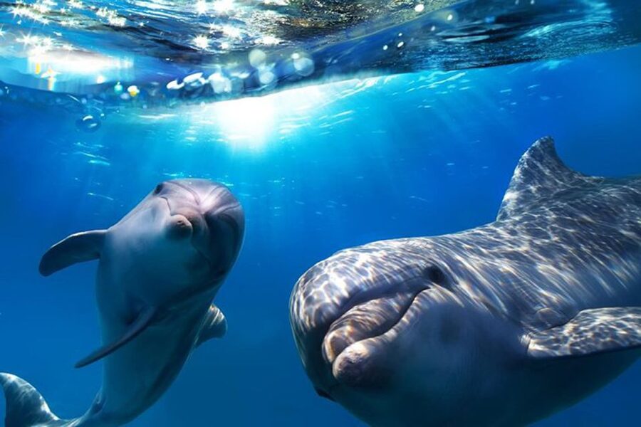Gran Canaria: Dolphin and Whale Watching Cruise - What You’re Really Paying For on This Gran Canaria Cruise