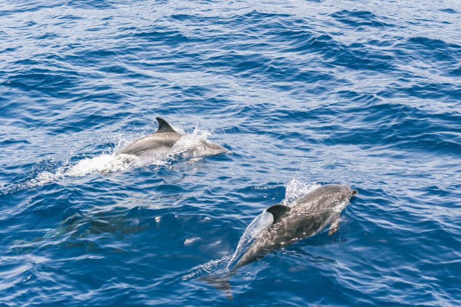 Gran Canaria: Dolphin and Whale Watching Cruise - What You Might See: Dolphins, Whales, and the Cool Bonus Wildlife