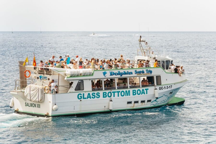 Gran Canaria: Dolphin and Whale Watching Cruise - Comfort, Photos, and That On-Board Bar You’ll Actually Use