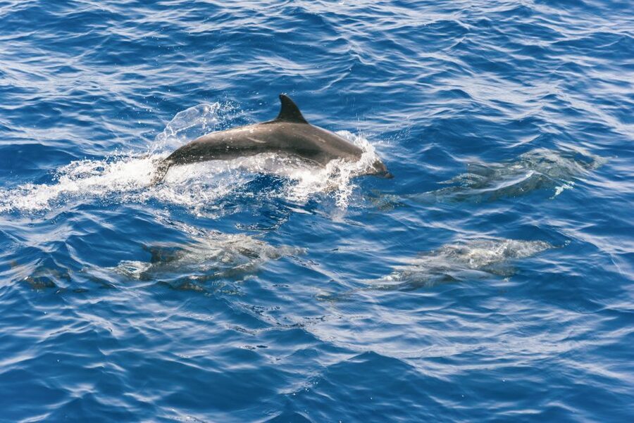 Gran Canaria: Dolphin and Whale Watching Cruise - The Guide and Crew Role: More Than Just Announcements