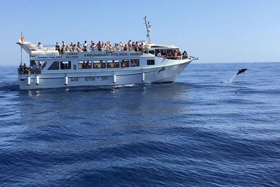 Gran Canaria: Dolphin and Whale Watching Cruise - The Boat Ride Details: Why This Catamaran Feels Practical