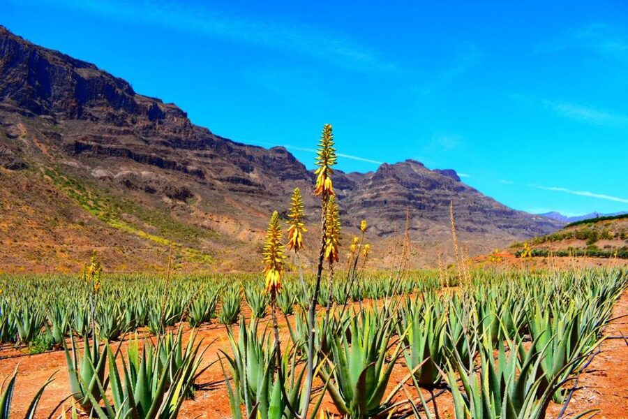 Gran Canaria: Full-Day VIP Tour by Bus - Roque Nublo and volcanic views: when the scenery really grabs attention