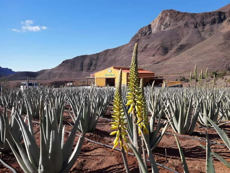 Gran Canaria: Island Highlights Tour with Optional Lunch - Caldera de Bandama: crater views with a focused guided visit