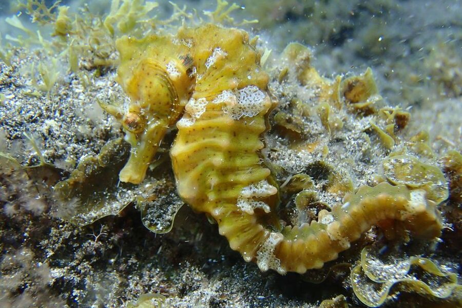 Gran Canaria:Live an Adventure and Learn to Dive with Expert - Transfer and Day-Prep Tips That Prevent Hassle