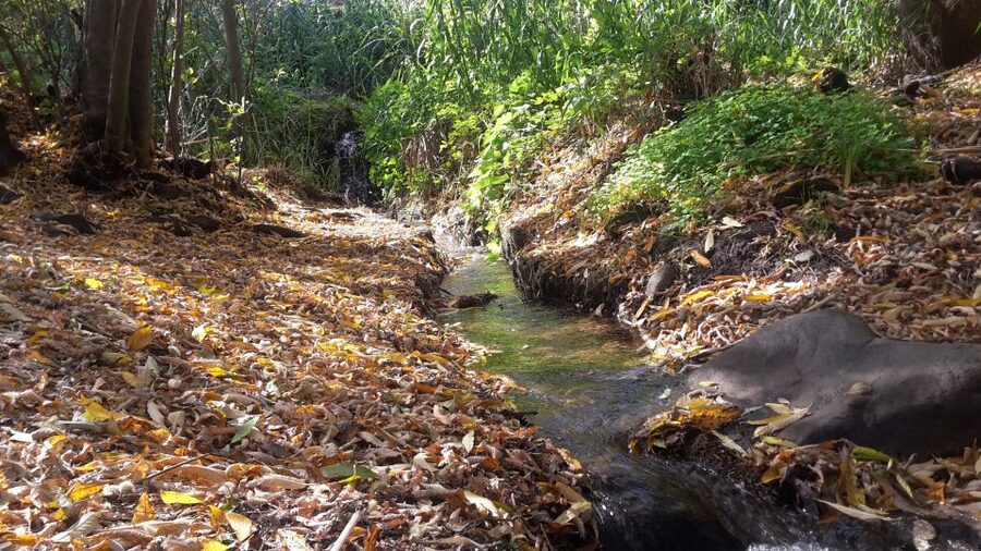 Gran Canaria: "Magic Waterfalls" Hiking Tour - Price and value for a guided, all-in hiking day