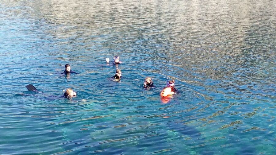 Gran Canaria: Snorkeling Trip - What You Can Spot: African, Mediterranean, and Atlantic Sea Life