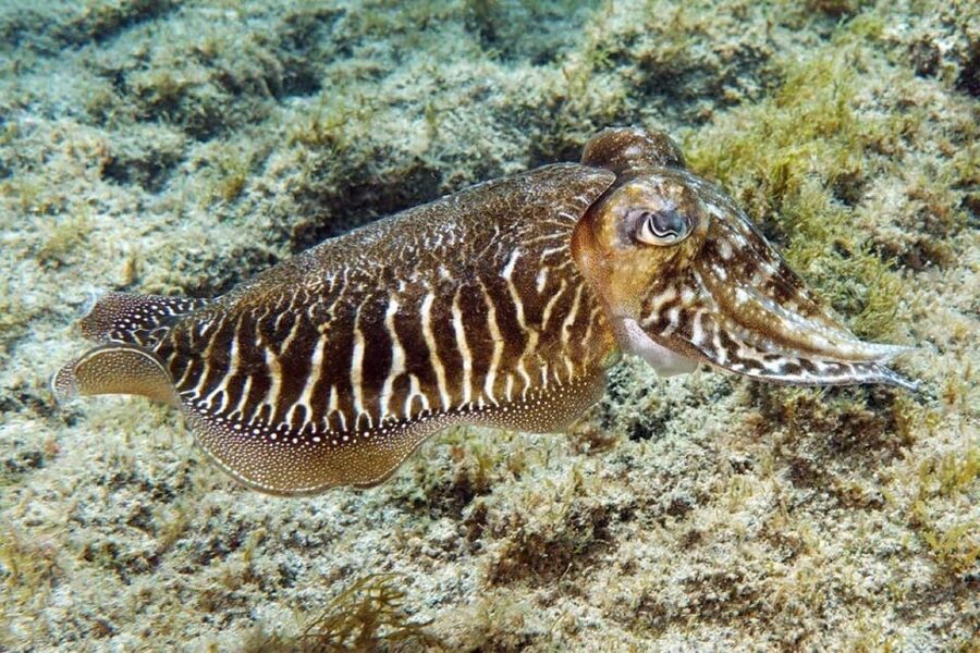 Gran Canaria: Snorkeling Trip - The 45 to 60 Minute Snorkeling Window