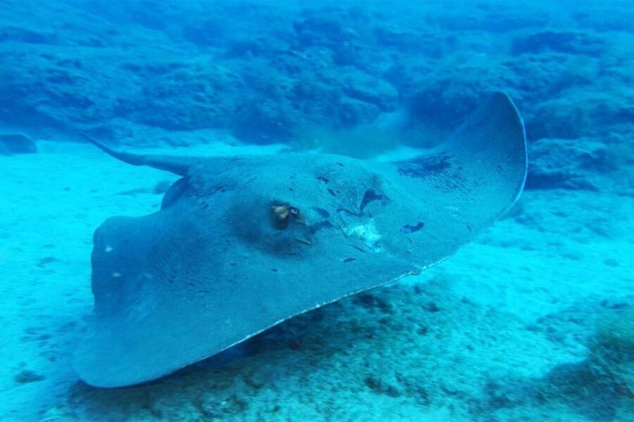 Gran Canaria: Snorkeling Trip - Price Value of $53, and What to Bring for a Smooth Trip