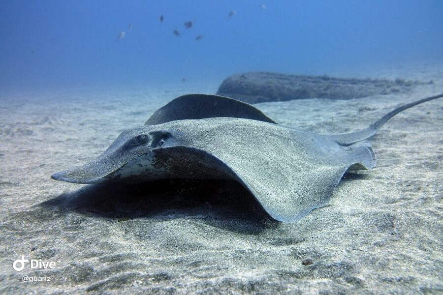 Gran Canaria: Try Scuba Diving for Beginners - The 30-Minute Safety Briefing You Depend On