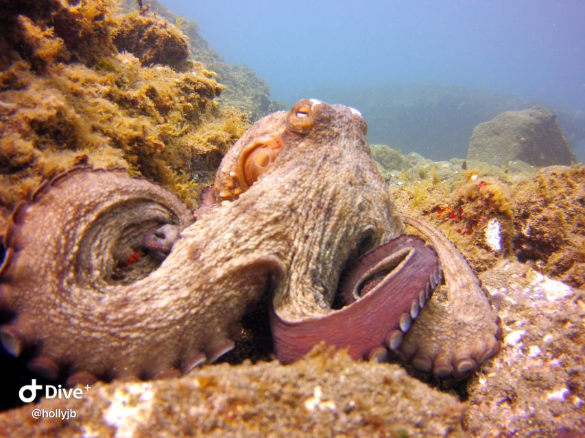 Gran Canaria: Try Scuba Diving for Beginners - The Hour Underwater: What You’ll See (and What You’ll Focus On)
