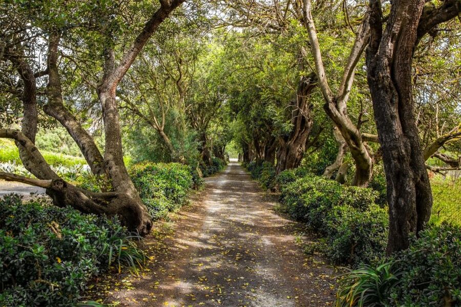 Gran Canaria: Winery Tour, Wine Museum, and Tasting - Cellar Smells and the 100-Year-Old Lagares