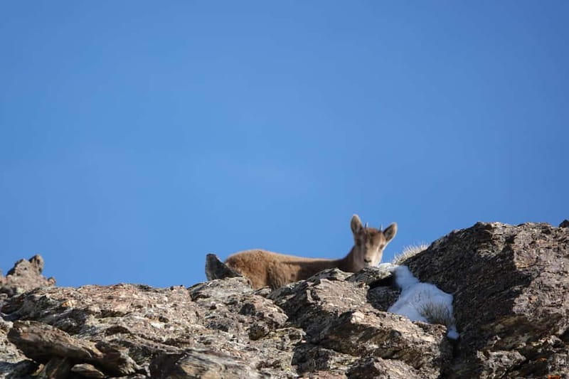 Granada: Sierra Nevada Safari Tour to 2500 m with a Drink - The 2500m Panoramic Drink Stop, and Your 1.5 Hours of Choice
