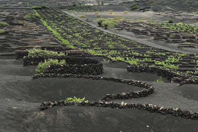Grand Tour Lanzarote Experience : The Landscape Footprint - Jardin de Cactus in Guatiza: 4,500 specimens in a calm hour