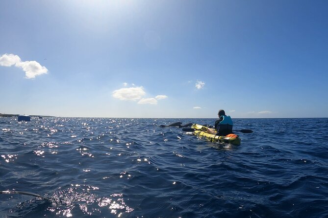 Guided Kayak Tour From Los Cristianos Beach Tenerife - Snorkeling with guide-marked areas: fun, safety, and what to expect in the water