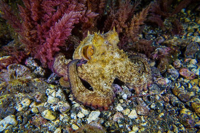 guided Scuba Diving on Tenerife (for certified divers) - Key things that make this Tenerife scuba outing worth it